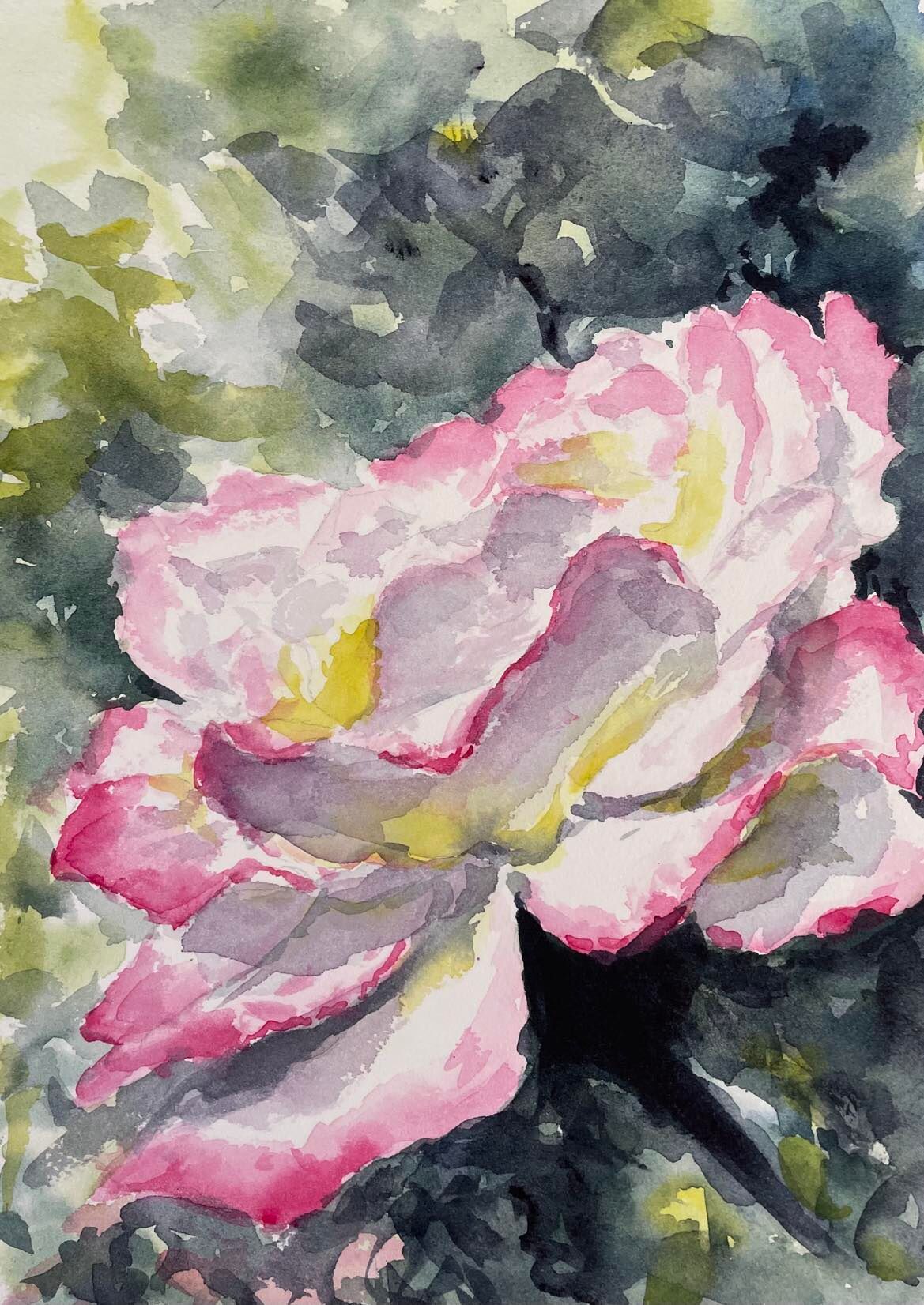 Pink Rose Watercolour