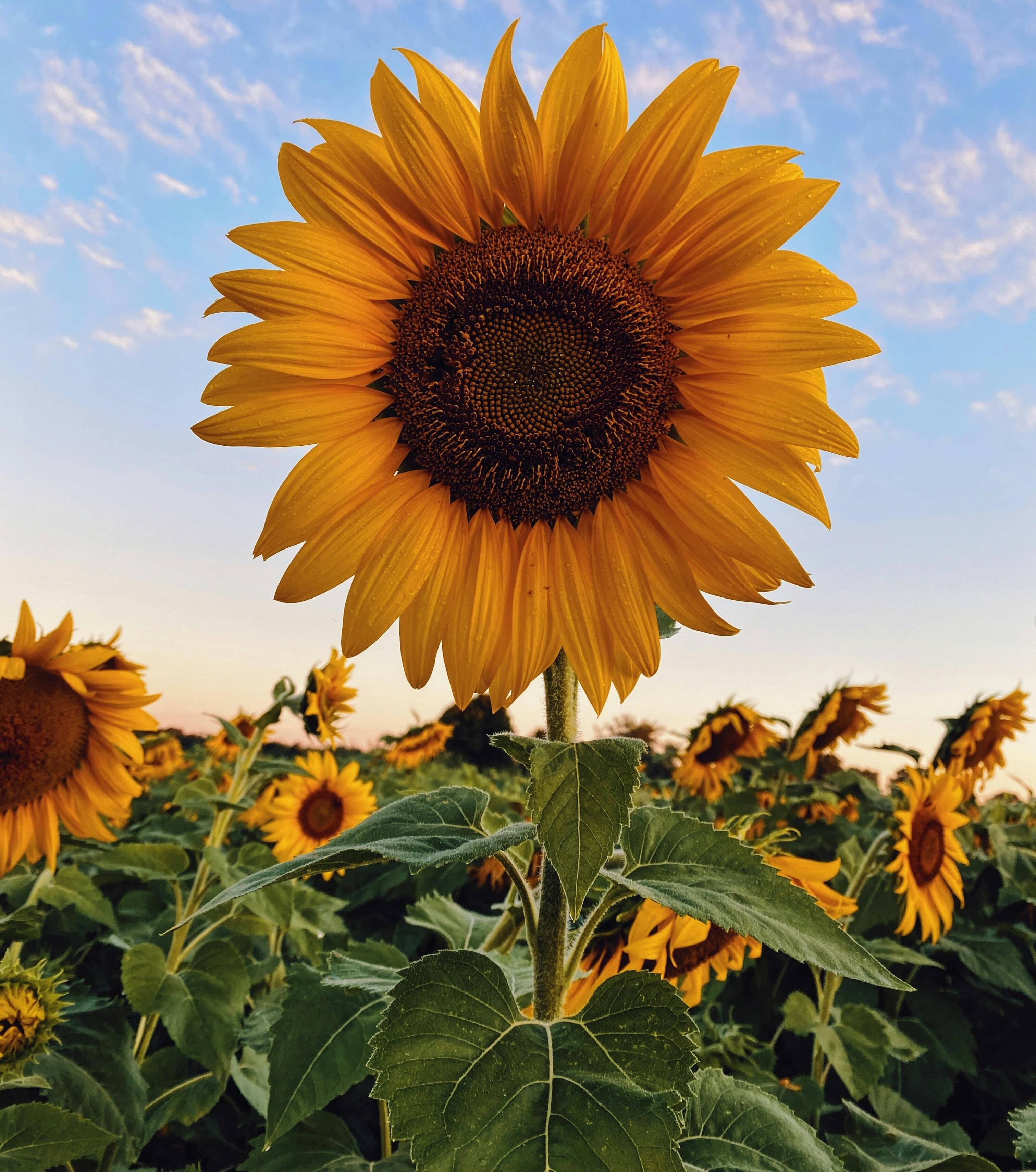 Sunflowers (Edit)