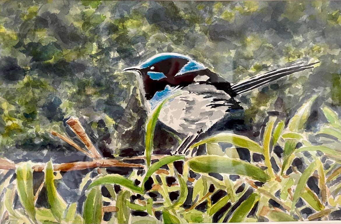 Watercolour Blue Wren