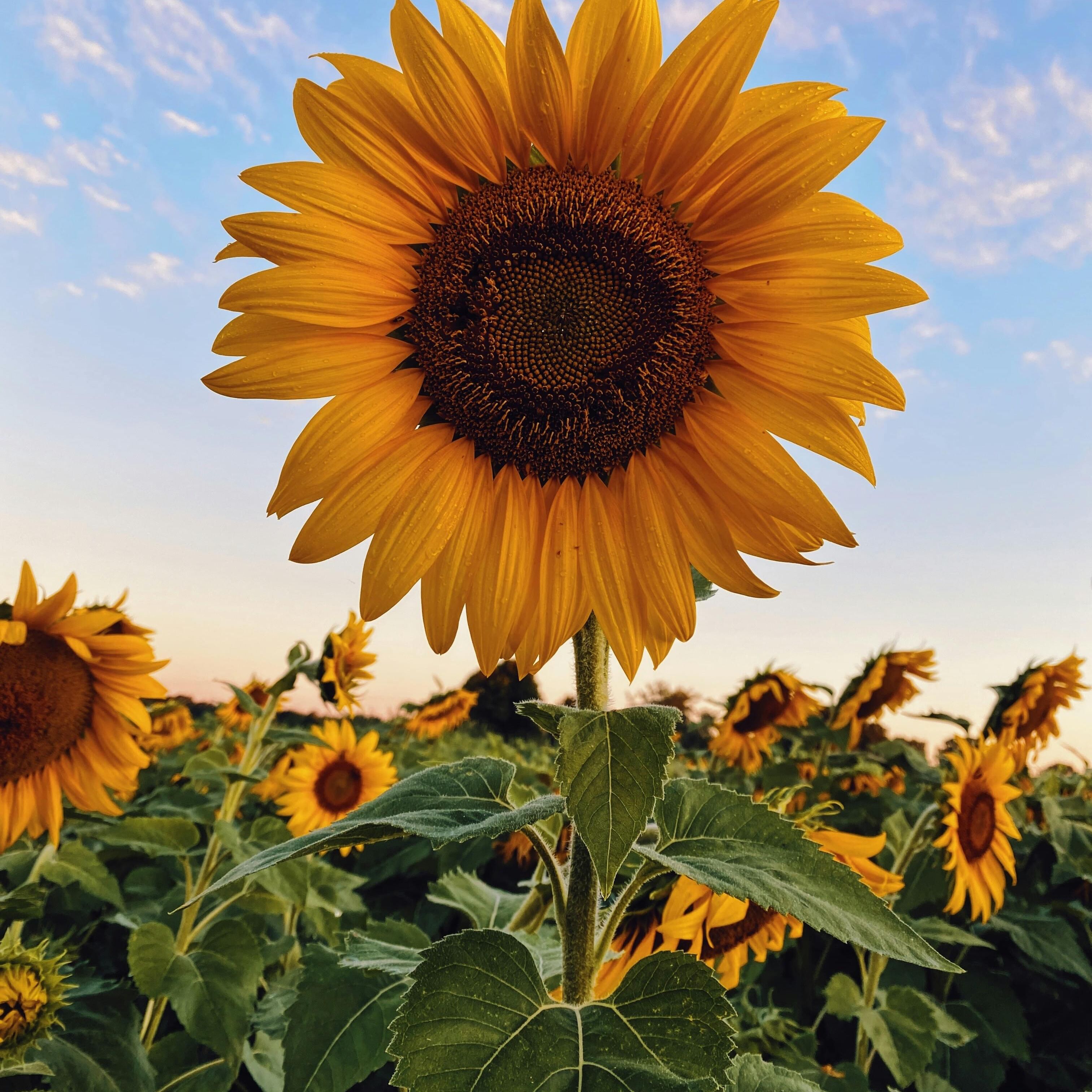 Sunflowers (Edit)